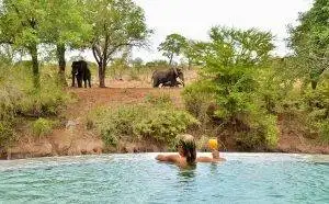 Imbali-Safari-Lodge - Lady in a horizon pool looking at African elephants in the bushes