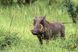 Warthog standing in the bushes