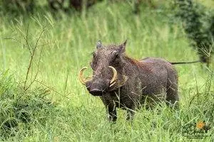 Warthog standing in the bushes