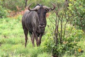 Imbali Safari Lodge 8 Blue Wildebeest standing in the African bush