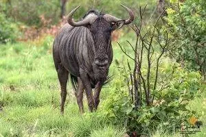 Blue Wildebeest standing in the African bush
