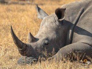 Wild Africa 6 Portrait of a Rhinoceros laying down - Tony Sparkes Wildlife & Photo Safaris