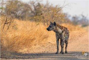 Wild Africa 15 Spotted-Hyena stood on a dirt road