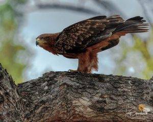 Wild Africa 4 Tawny Eagle perched in a tree