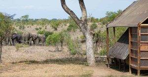 Wild Africa 10 Buffelshoek Tented-Camp-with-Elephants