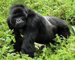 Silver - backed Gorilla - Uganda