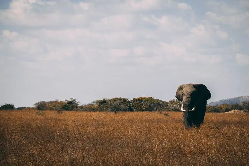 Safari in Tanzania 26 Safari in Tanzania - Elephant