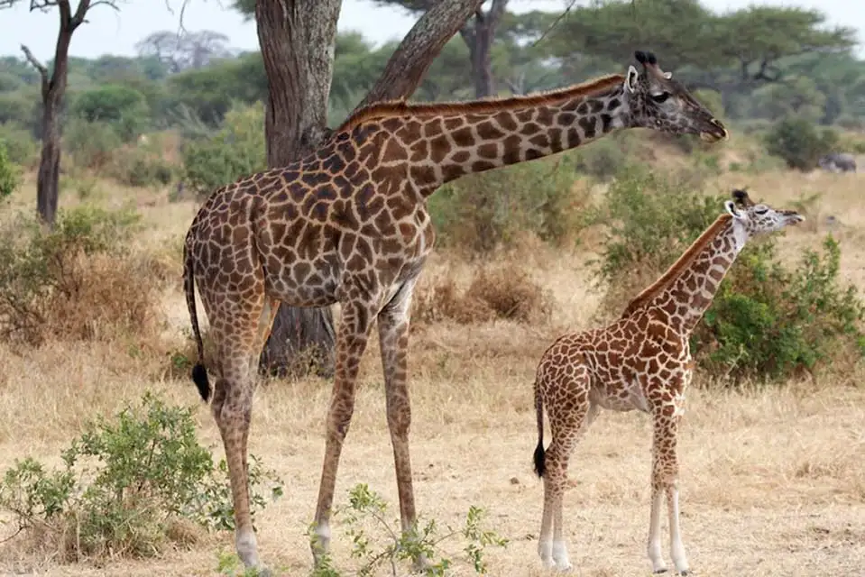 Safari in Tanzania 25 Safari in Tanzania - Giraffe