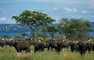 Herd of Buffalo with Cattle Egrets