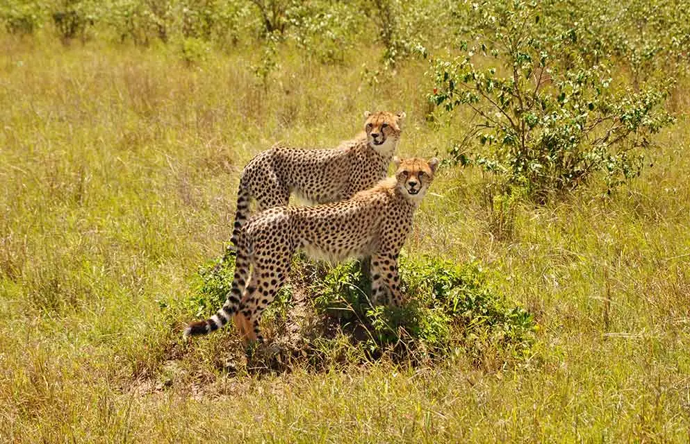 Safari in Tanzania 22 Two Cheetah - Serengeti