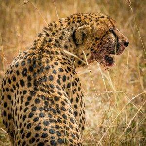 Cheetah- Tanzania Safari
