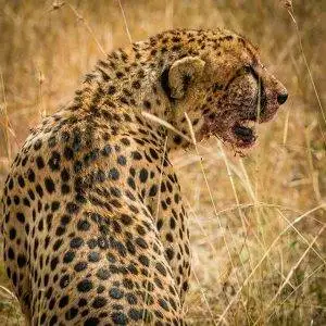 Safari in Tanzania 21 Cheetah- Tanzania Safari