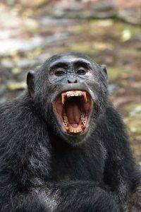 Chimpanzee showing teeth-Uganda Chimpanzee Tracking