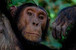 Chimpanzee showing teeth - Chimpanzee Portrait