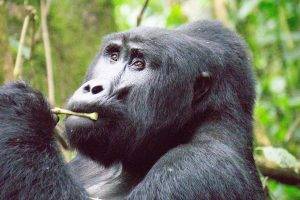 -Silverback-Portrait-Uganda Gorilla Trekking