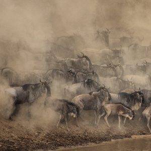 Safari in Tanzania - Wildebeest migration Serengeti