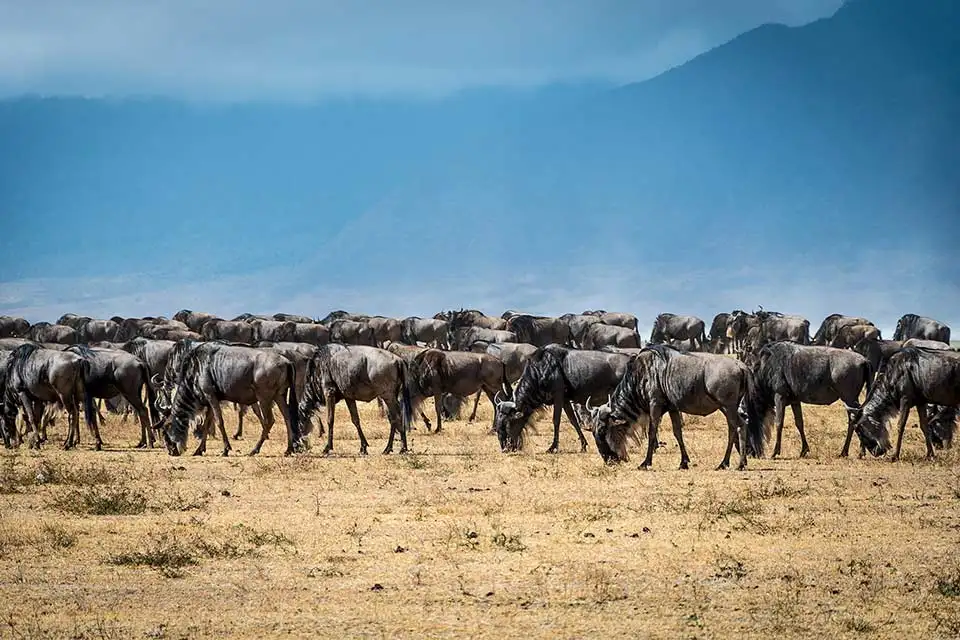 Safari in Tanzania 2 The great Migration of Africa - Wildebeest Herd