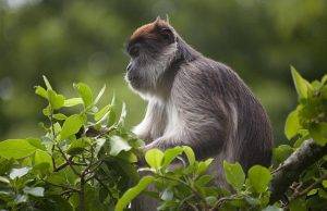 Red-tailed Monkey sat in a tree-Uganda