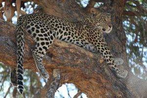 Leopard in a tree