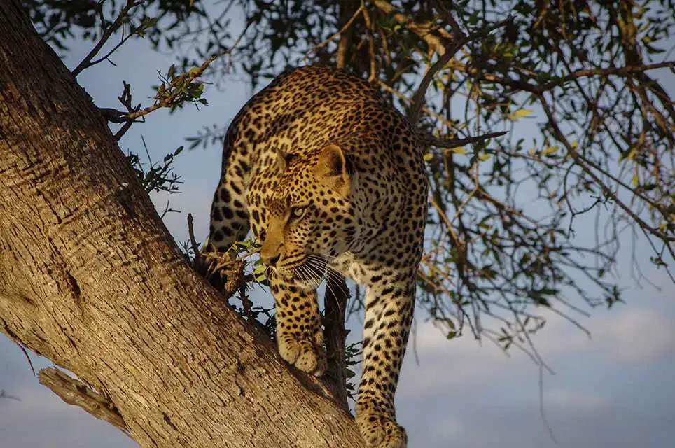 Safari in Tanzania 23 Leopard - Safari in Tanzania