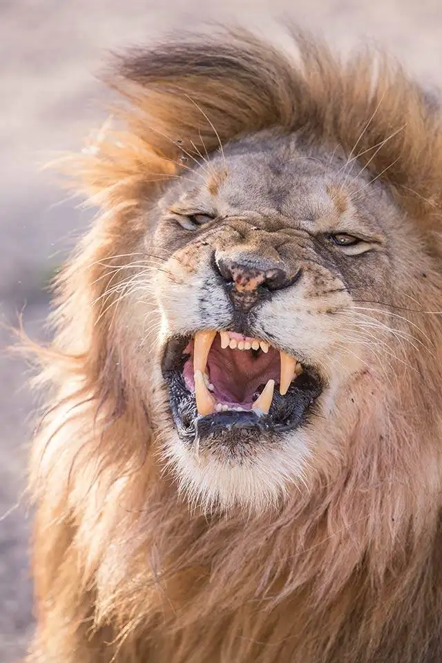 Safari in Tanzania 1 Male Lion Portrait
