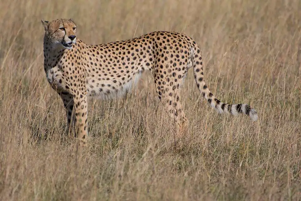 Safari in Tanzania 20 Cheetah Serengeti