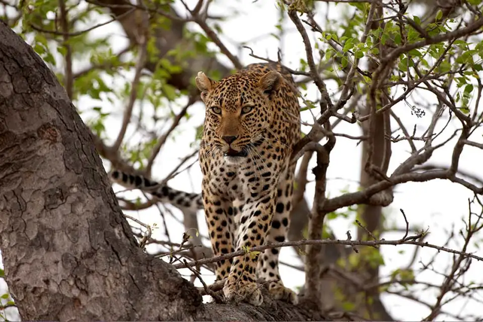 Safari in Tanzania 11 Leopard