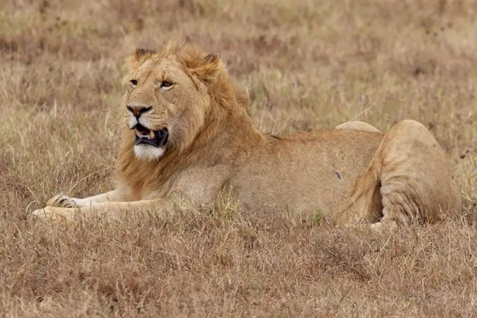 Safari in Tanzania 12 Young Male Lion