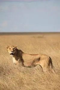 Safari in Tanzania 13 Lioness