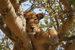 Lion high in a tree Uganda