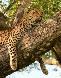 Leopard in a tree
