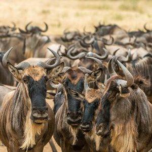 The great Migration of Africa - Wildebeest