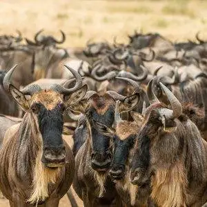 Safari in Tanzania 3 The great Migration of Africa - Wildebeest