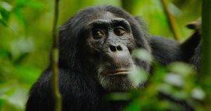 Chimpanzee close-up portrait