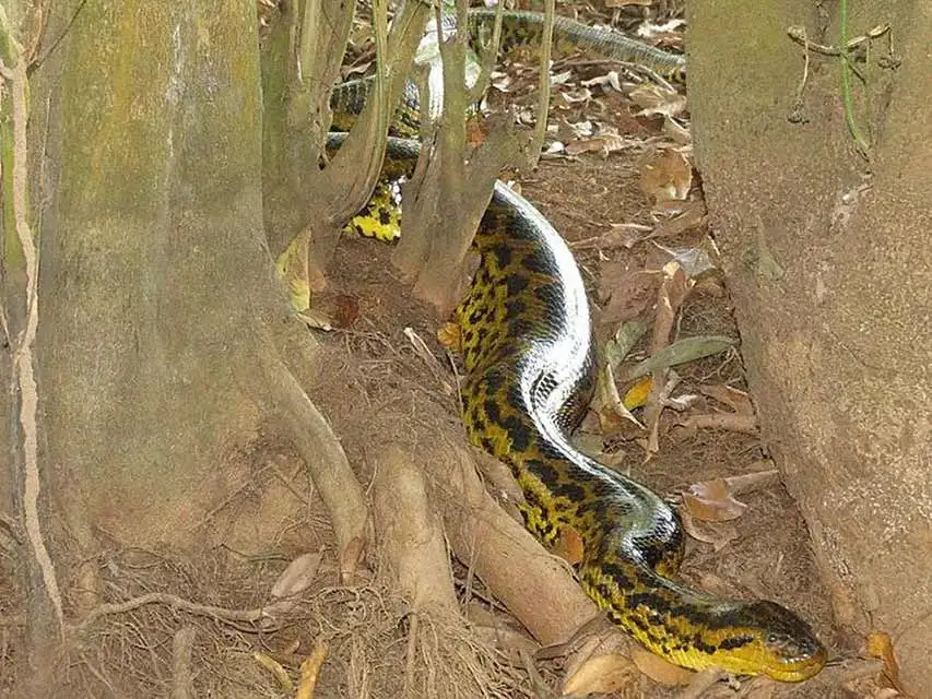 Pantanal Tours 9 Anaconda - Brazil