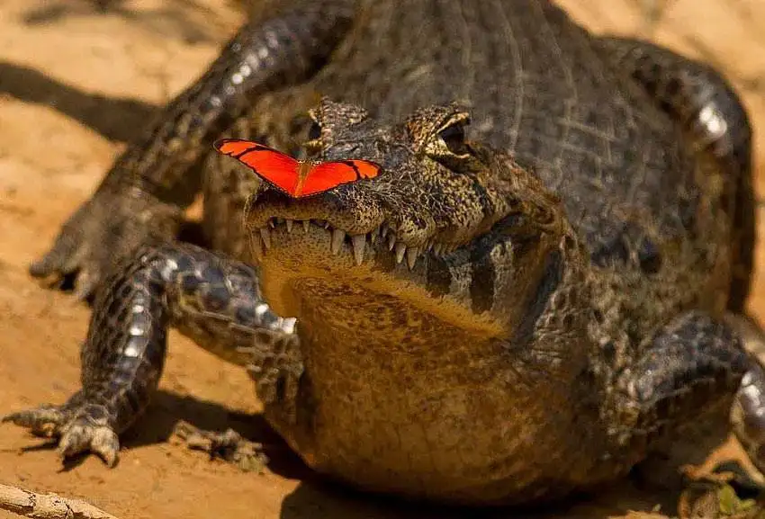 Pantanal Tours 5 Caimen with butterfly on its nose - Brazil