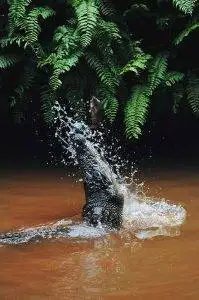 Pantanal Tours 20 Caimen - Pantanal Brazil