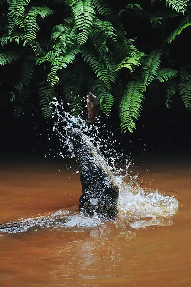 Pantanal Tours 1 Caimen - Pantanal Brazil