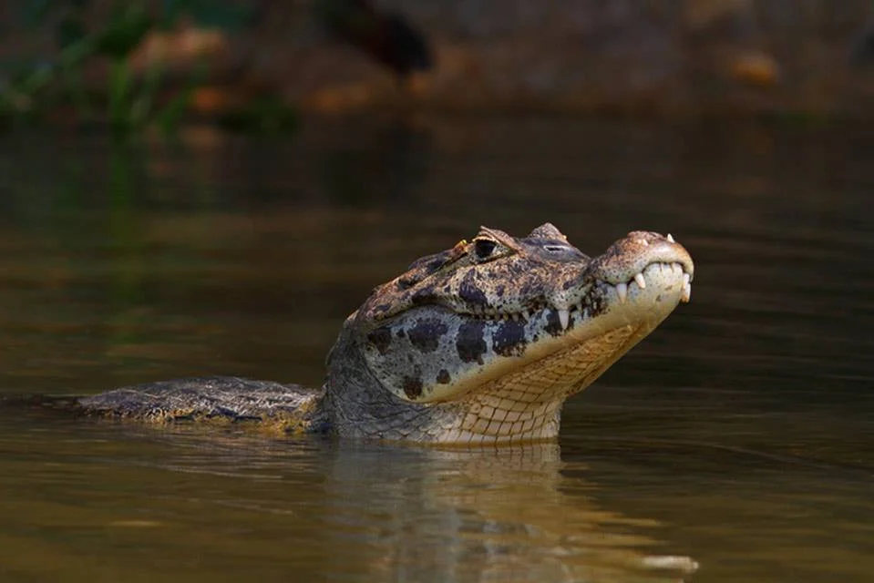 Pantanal Tours 11 Caimen - Pantanal