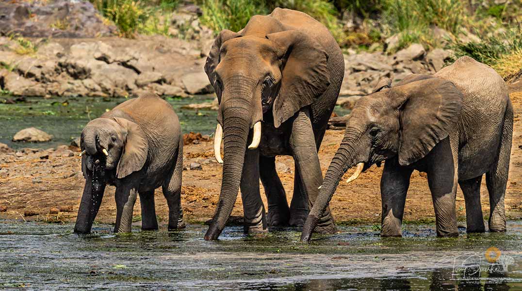 Safari Animals - Big Five - Three African Elephants Drinking