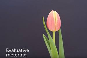 Evaluative Meter - Flower Photo