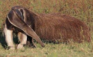 Giant Anteater - Animals for Brazil