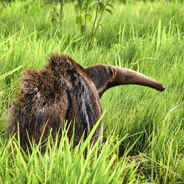 Giant Anteater - Brazil