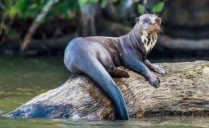 Pantanal Tours 21 Giant River Otter sat on a log-Brazil Animals
