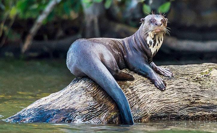 Giant River Otter sat on a log-Brazil Animals