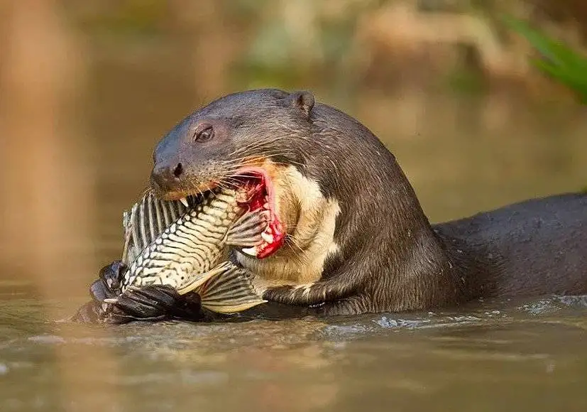 Pantanal Tours 8 Giant River Otter eating Fish - Pantanal Tours