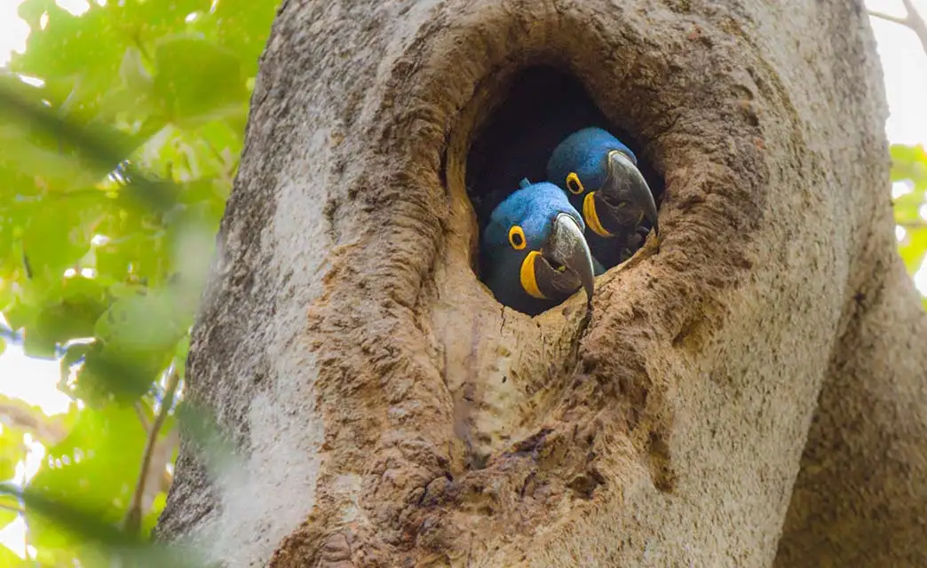 Pantanal Tours 7 Hyacinth-Macaw - Pantanal Tours