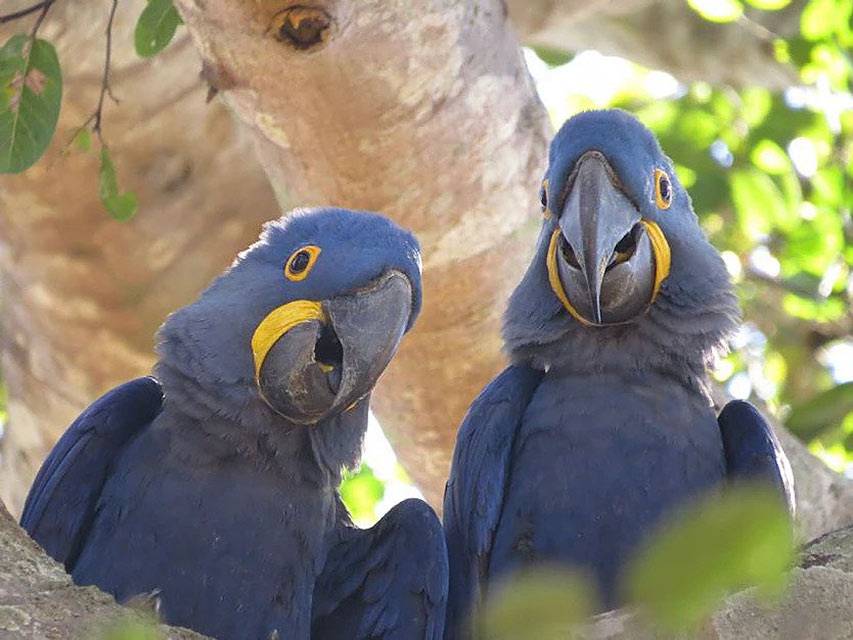 Custom Safaris - Hyacinth Macaws - Pantanal Jaguar Tours.