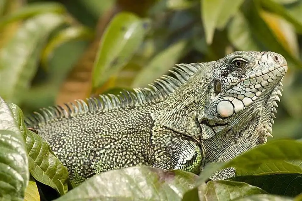Pantanal Tours 16 Iguana - Pantanal