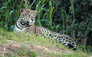 Pantanal Tours 3 Brazil Animals - Jaguar lying down